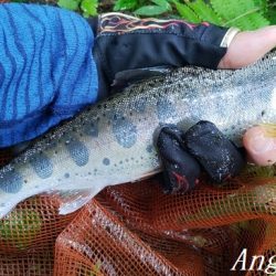 雨後の増水でビッグサイズ登場!