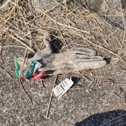 清掃活動：シーバス