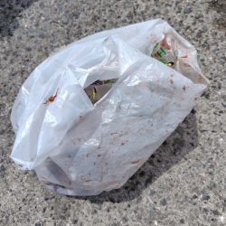 清掃活動：子供達と行くも撃沈