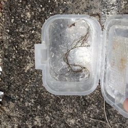 清掃活動：キス好調