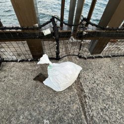 清掃活動：トビウオ？