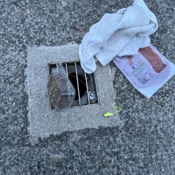 清掃活動：小サバ回遊中