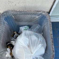 清掃活動：ガシラとセイゴ好調です