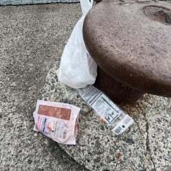 清掃活動：サビキ御三家