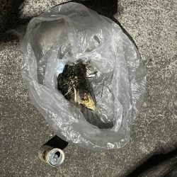 清掃活動：ジグ単de~アジング♪THE1時…