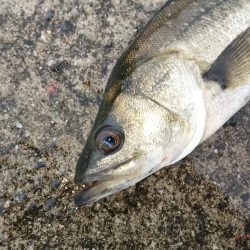 大雨の中での短時間勝負…