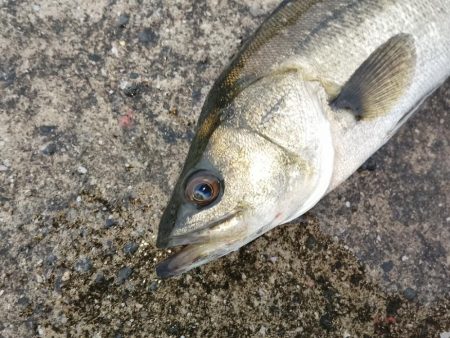 大雨の中での短時間勝負…