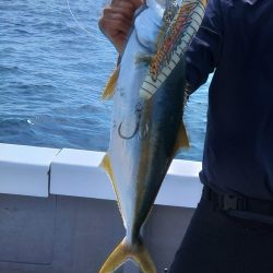 ヒラマサには出会えず