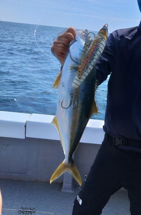 ヒラマサには出会えず