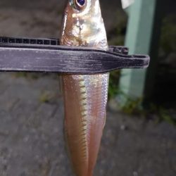 まさかの1匹が現れる