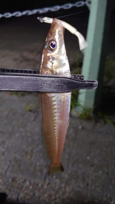 まさかの1匹が現れる