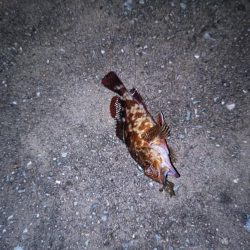 雨の止み間に釣り