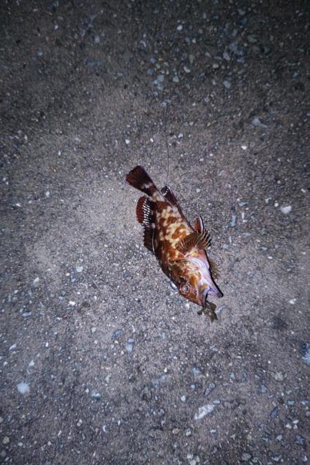 雨の止み間に釣り