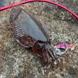 2連続ボウズ後ポイント移動でHIT♪