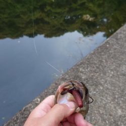 パンチショット