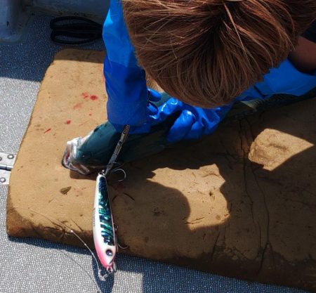 ヒラマサには出会えず