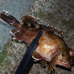 まさかの1匹が現れる