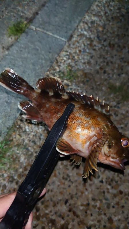 まさかの1匹が現れる