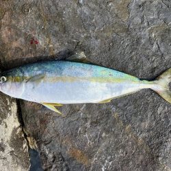 大きいサイズがヒットしない