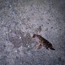 雨の止み間に釣り