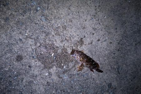 雨の止み間に釣り