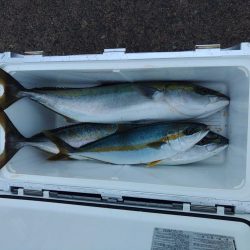 ヒラマサには出会えず