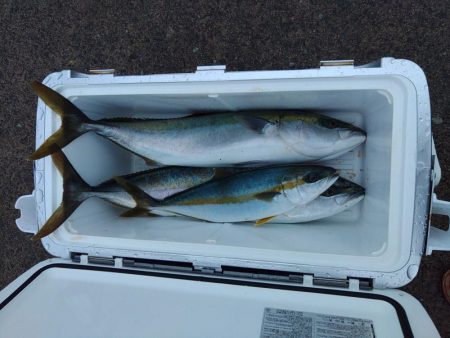 ヒラマサには出会えず