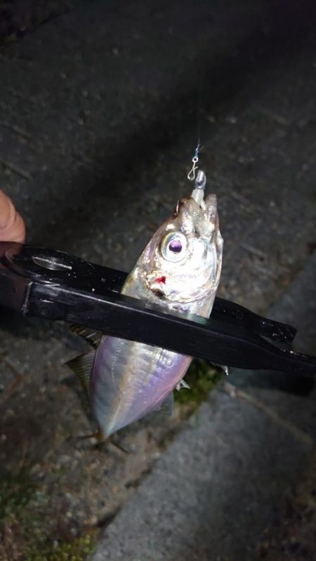 まさかの1匹が現れる