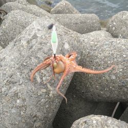 タコ釣り