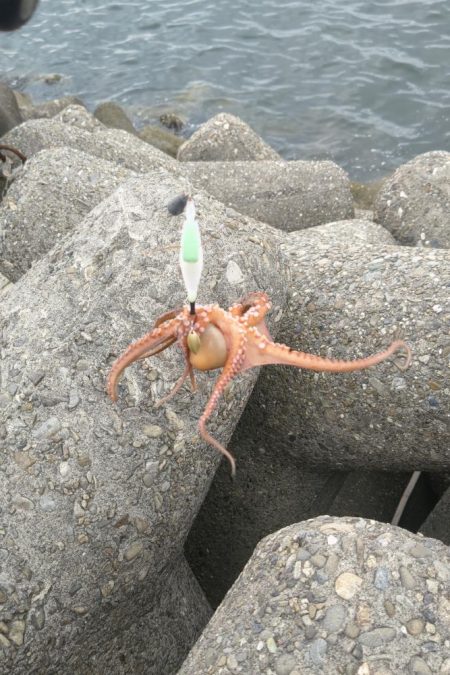 タコ釣り