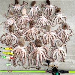 伊勢湾沖タコ釣り！