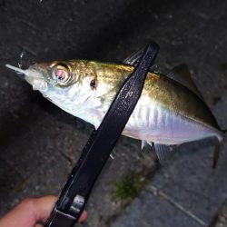 まさかの1匹が現れる