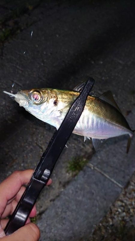 まさかの1匹が現れる