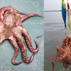 伊勢湾沖タコ釣り！