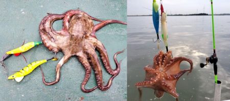 伊勢湾沖タコ釣り！