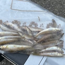 離島でエギング撃沈|離島キスもイマイチで本土で残業