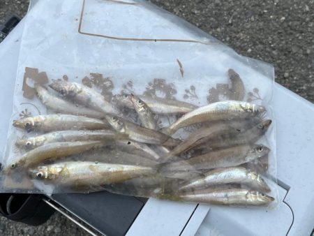 離島でエギング撃沈|離島キスもイマイチで本土で残業