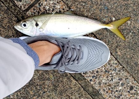 今朝も５時半に