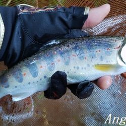 良型が減ってきた。