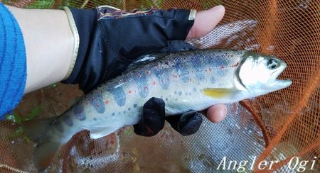 良型が減ってきた。