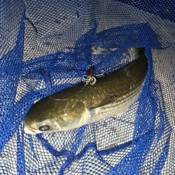 水面を賑やかにさせる正体は？