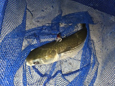 水面を賑やかにさせる正体は？