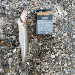 雨上がりの強行釣り日誌