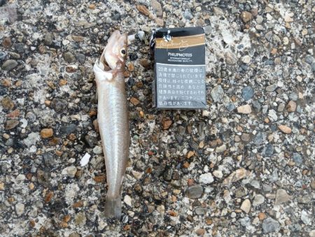 雨上がりの強行釣り日誌