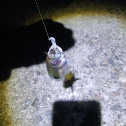 タチウオ不発でアジ好調