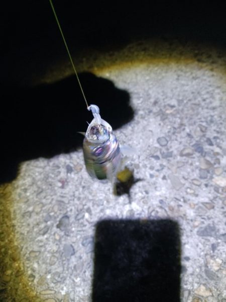 タチウオ不発でアジ好調