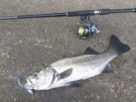 初ヒラスズキ!!