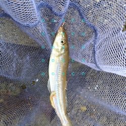 雨の落ちないうちに