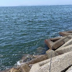 キスを釣りたい