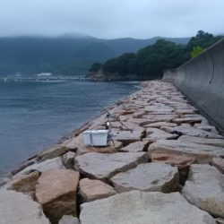 室津のキス釣り